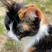 KIM, Katze, Europäisch Kurzhaar in Bellheim - Bild 9