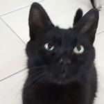 DENVER, Katze, Europäisch Kurzhaar in Lustadt