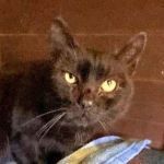 DENVER, Katze, Europäisch Kurzhaar in Bellheim - Bild 2