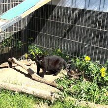 DENVER, Katze, Europäisch Kurzhaar in Bellheim - Bild 3
