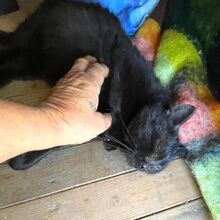 DENVER, Katze, Europäisch Kurzhaar in Bellheim - Bild 5