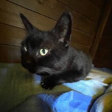 DENVER, Katze, Europäisch Kurzhaar in Bellheim - Bild 6