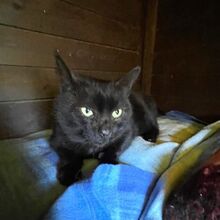 DENVER, Katze, Europäisch Kurzhaar in Bellheim - Bild 7