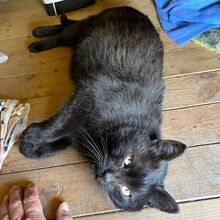 DENVER, Katze, Europäisch Kurzhaar in Bellheim - Bild 8