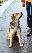CLEMENTINA, Hund, Mischlingshund in Kerpen