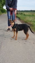 STELLA, Hund, Mischlingshund in Kerpen - Bild 1