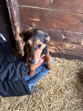 STELLA, Hund, Mischlingshund in Kerpen - Bild 10