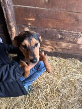 STELLA, Hund, Mischlingshund in Kerpen - Bild 11