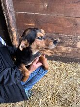 STELLA, Hund, Mischlingshund in Kerpen - Bild 12