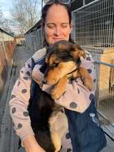 STELLA, Hund, Mischlingshund in Kerpen - Bild 2