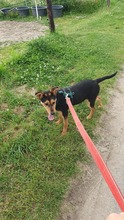 STELLA, Hund, Mischlingshund in Kerpen - Bild 3
