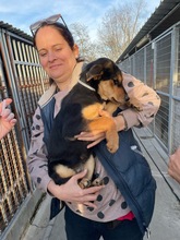 STELLA, Hund, Mischlingshund in Kerpen - Bild 4