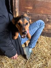 STELLA, Hund, Mischlingshund in Kerpen - Bild 6