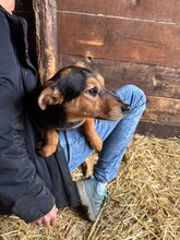 STELLA, Hund, Mischlingshund in Kerpen - Bild 7
