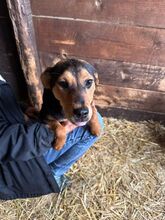 STELLA, Hund, Mischlingshund in Kerpen - Bild 8