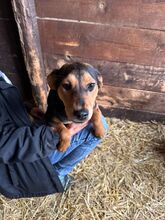 STELLA, Hund, Mischlingshund in Kerpen - Bild 9