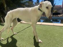 ANUBIS, Hund, Galgo Español-Mix in Spanien - Bild 2