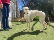 ANUBIS, Hund, Galgo Español-Mix in Spanien - Bild 3