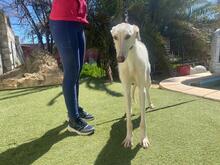 ANUBIS, Hund, Galgo Español-Mix in Spanien - Bild 4