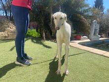 ANUBIS, Hund, Galgo Español-Mix in Spanien - Bild 5