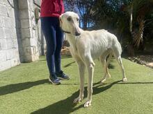 ANUBIS, Hund, Galgo Español-Mix in Spanien - Bild 6