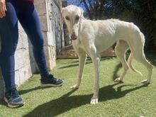 ANUBIS, Hund, Galgo Español-Mix in Spanien - Bild 7
