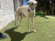 ANUBIS, Hund, Galgo Español-Mix in Spanien - Bild 8