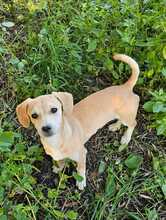 ELISA, Hund, Mischlingshund in Hüttenberg - Bild 1