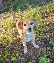 ELISA, Hund, Mischlingshund in Hüttenberg - Bild 2