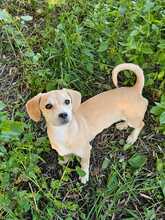 ELISA, Hund, Mischlingshund in Hüttenberg - Bild 3