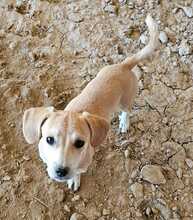 ELISA, Hund, Mischlingshund in Hüttenberg - Bild 4