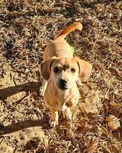 ELISA, Hund, Mischlingshund in Hüttenberg - Bild 5