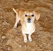ELISA, Hund, Mischlingshund in Hüttenberg - Bild 6