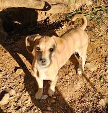 ELISA, Hund, Mischlingshund in Hüttenberg - Bild 7