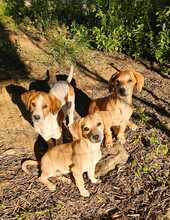ELISA, Hund, Mischlingshund in Hüttenberg - Bild 8