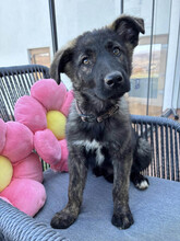 SIMON, Hund, Mischlingshund in Wildberg - Bild 14