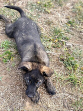SIMON, Hund, Mischlingshund in Wildberg - Bild 16