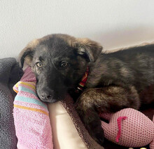 SIMON, Hund, Mischlingshund in Wildberg - Bild 17