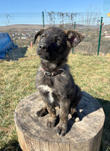 SIMON, Hund, Mischlingshund in Wildberg - Bild 2
