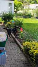 SIMON, Hund, Mischlingshund in Wildberg - Bild 20