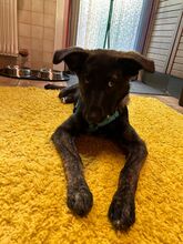 SIMON, Hund, Mischlingshund in Wildberg - Bild 22