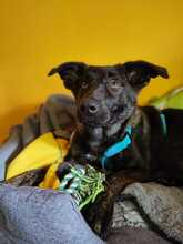 SIMON, Hund, Mischlingshund in Wildberg - Bild 23