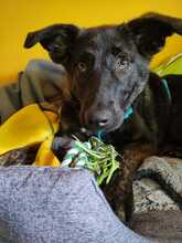 SIMON, Hund, Mischlingshund in Wildberg - Bild 24