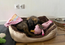 SIMON, Hund, Mischlingshund in Wildberg - Bild 3