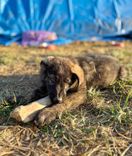 SIMON, Hund, Mischlingshund in Wildberg - Bild 5