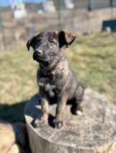 SIMON, Hund, Mischlingshund in Wildberg - Bild 7