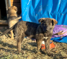 SIMON, Hund, Mischlingshund in Wildberg - Bild 8