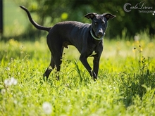 KALLE, Hund, Mischlingshund in Adelsdorf - Bild 11
