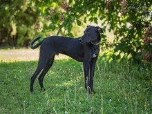 KALLE, Hund, Mischlingshund in Adelsdorf - Bild 12