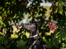 KALLE, Hund, Mischlingshund in Adelsdorf - Bild 13